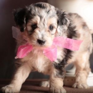 MICHAEL Michael Kors Harper Ecru & Walnut Satchel